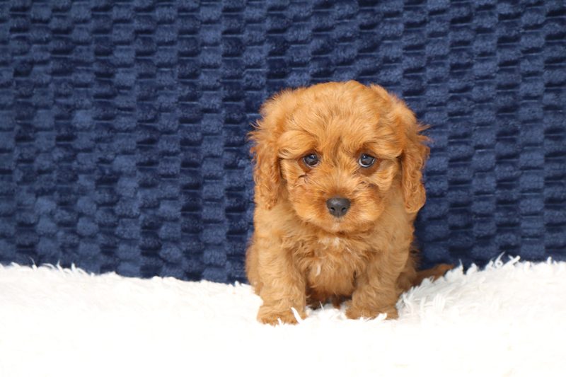 Photo slideshow of Andex, available Cavoodle puppy