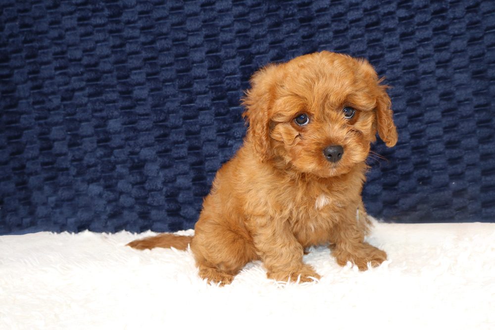 Cavoodle Dental Care Guide