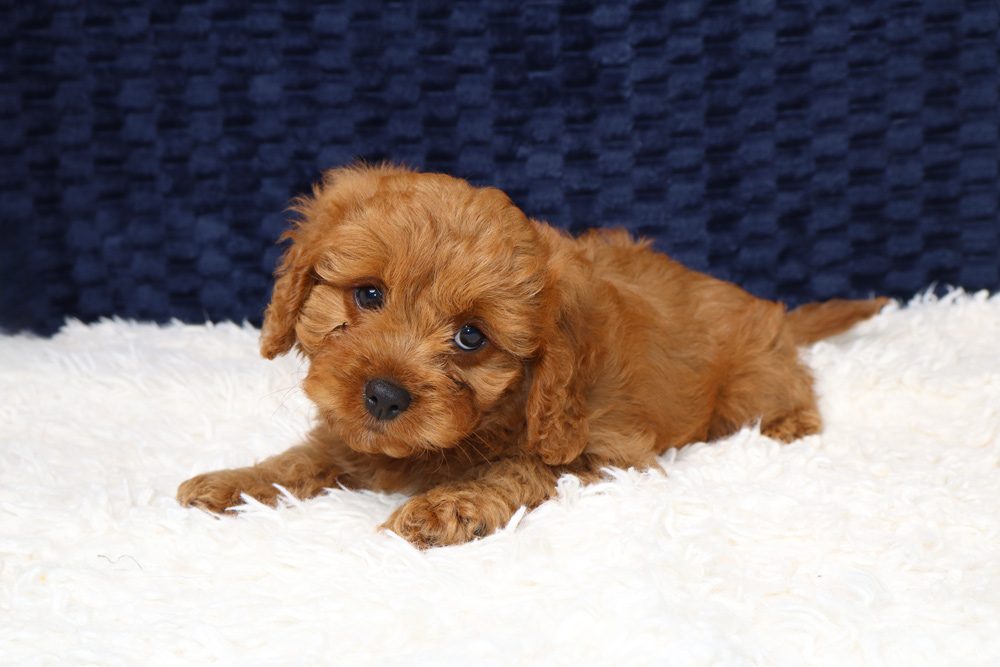 Cavoodles and Kids: What Parents Should Know