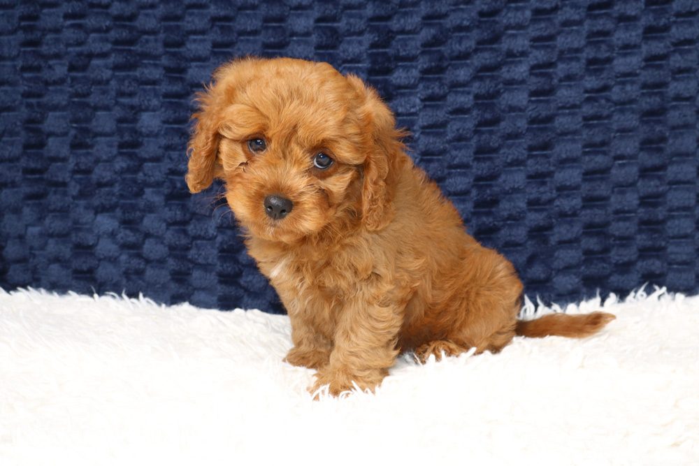 Cavoodle Puppy Vaccination Schedule in Australia