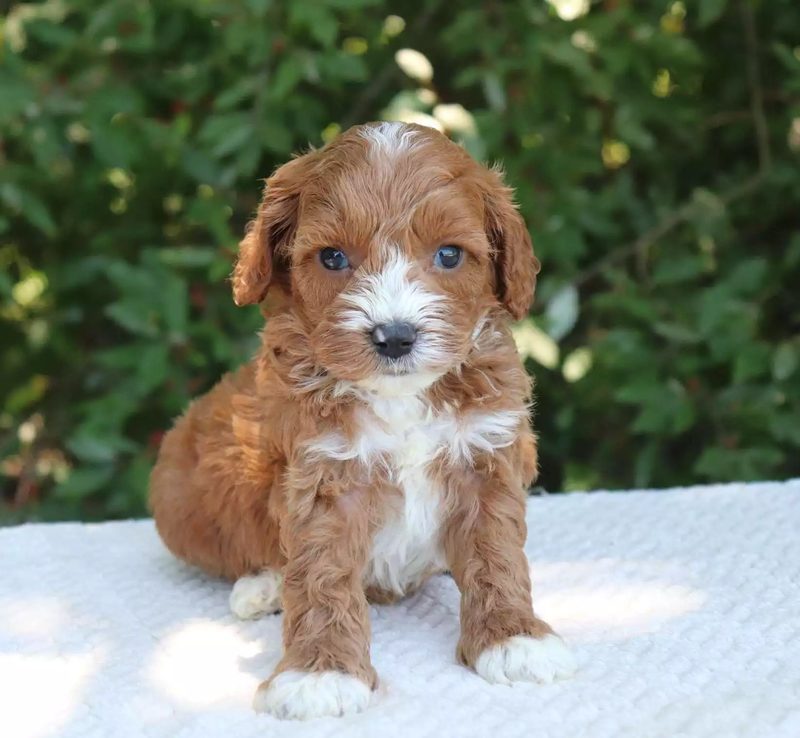Best Walking Routes and Dog-Friendly Spaces for Cavoodles in Regional NSW