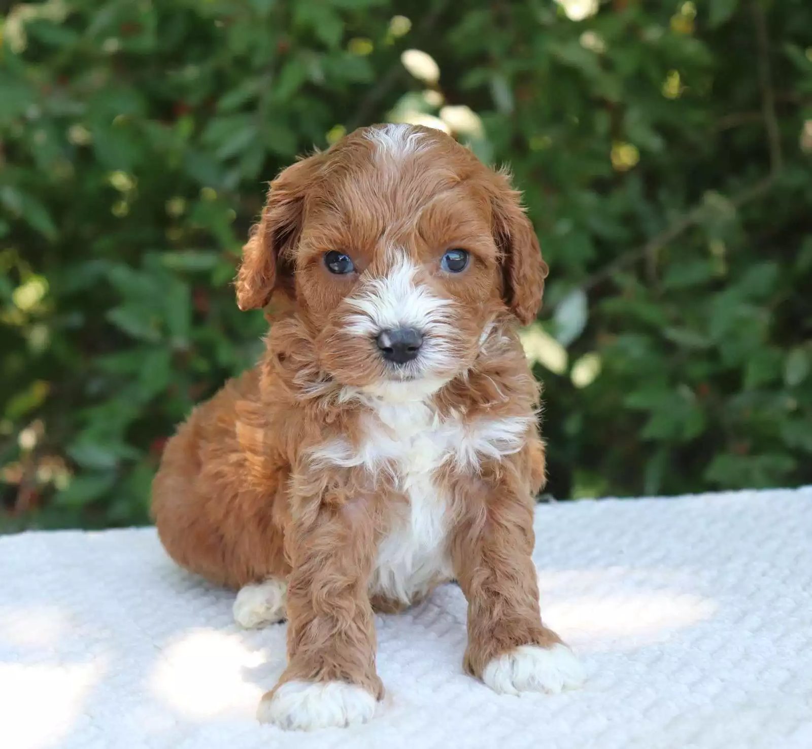 Chim, male Cavoodle puppy, reserved, now with their family in Sydney, NSW