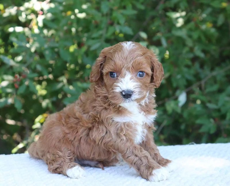 Cavoodle Grooming: DIY vs Professional Groomer