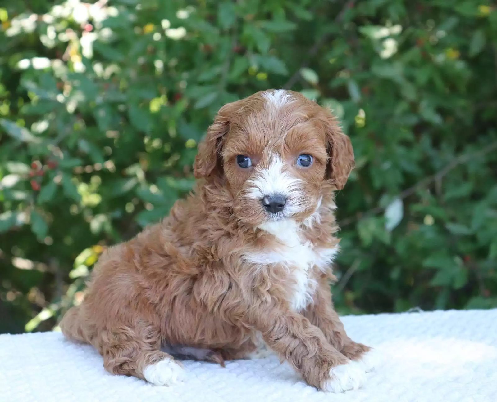 Cavoodle Grooming: DIY vs Professional Groomer