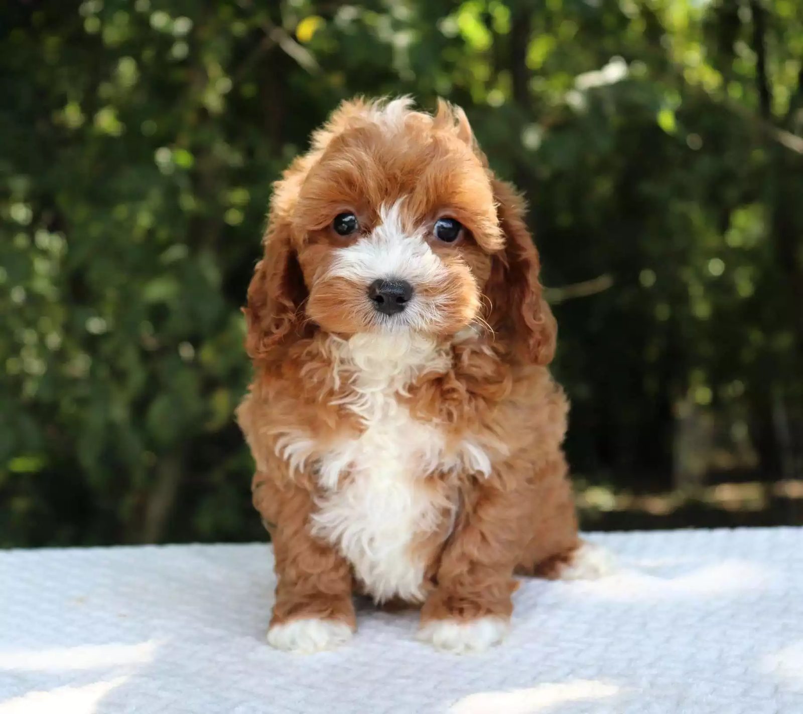 Living With a Cavoodle in Australia: Climate, Lifestyle & Space