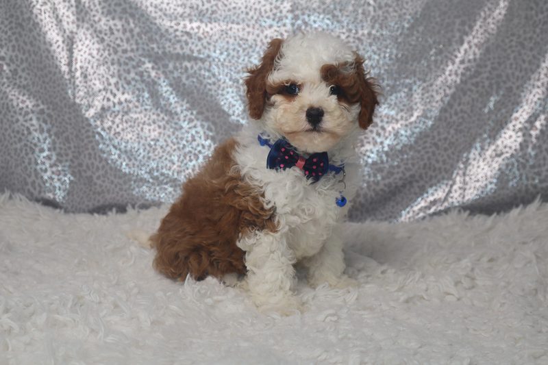 Choosing the Right Lead, Harness and Collar for a Cavoodle