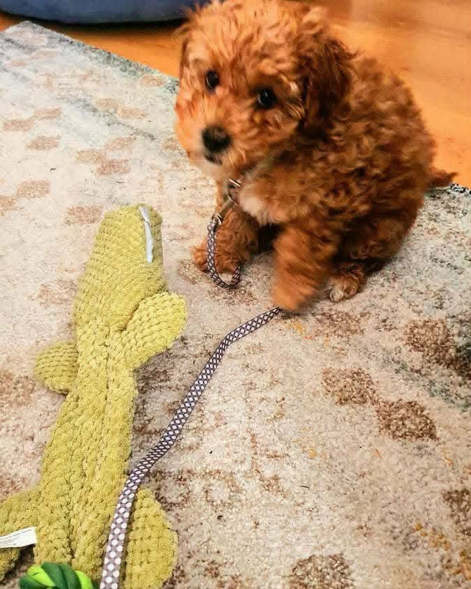 Cavoodle Shedding: What to Really Expect