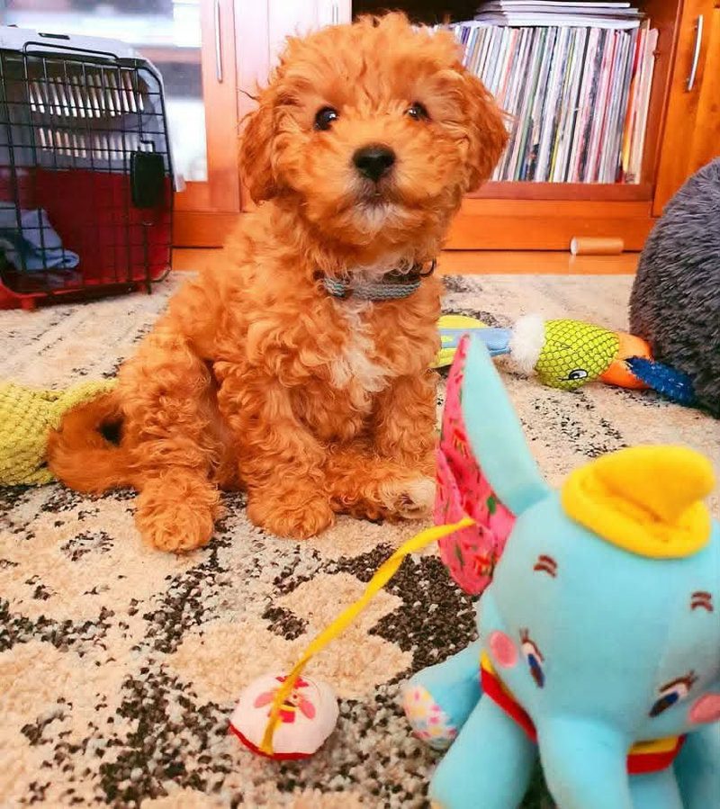 Are Cavoodles Good Family Dogs?