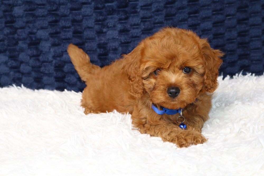 Jexa, female Cavoodle puppy, reserved, now with their family in Melbourne, VIC