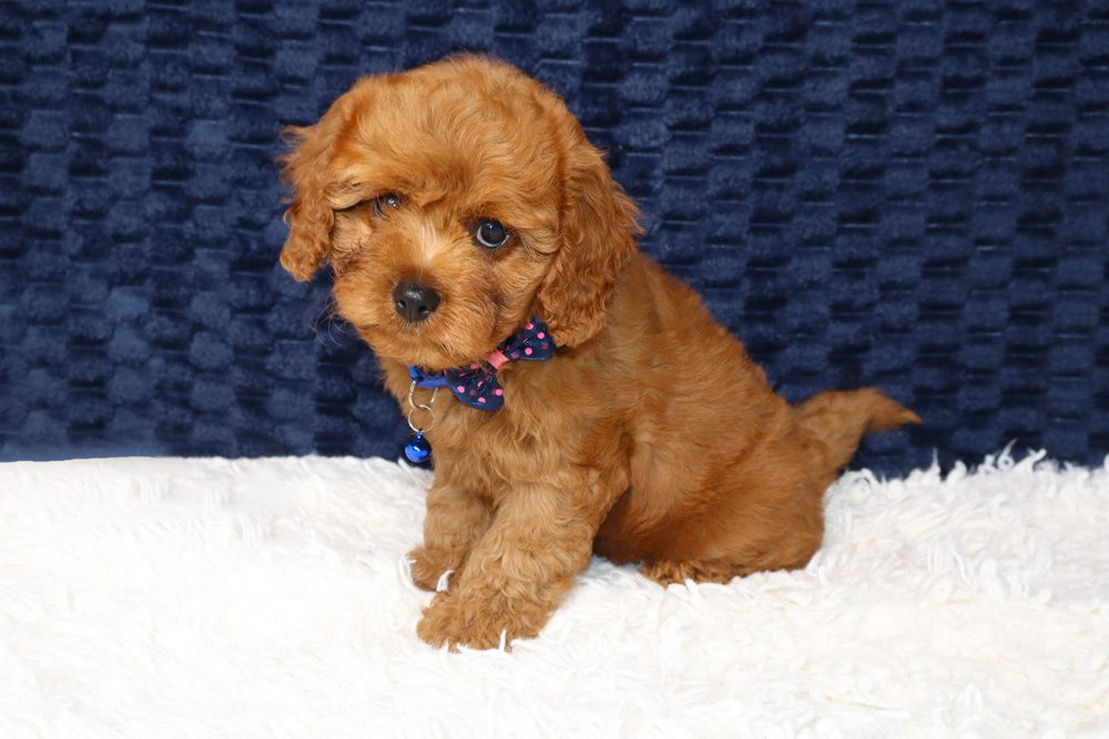 F1 vs F1B Cavoodles Explained