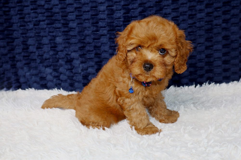 Cavoodle Seasonal Care: Winter Comfort Tips