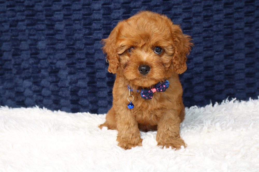Cavoodle Puppy Socialisation Checklist by Week