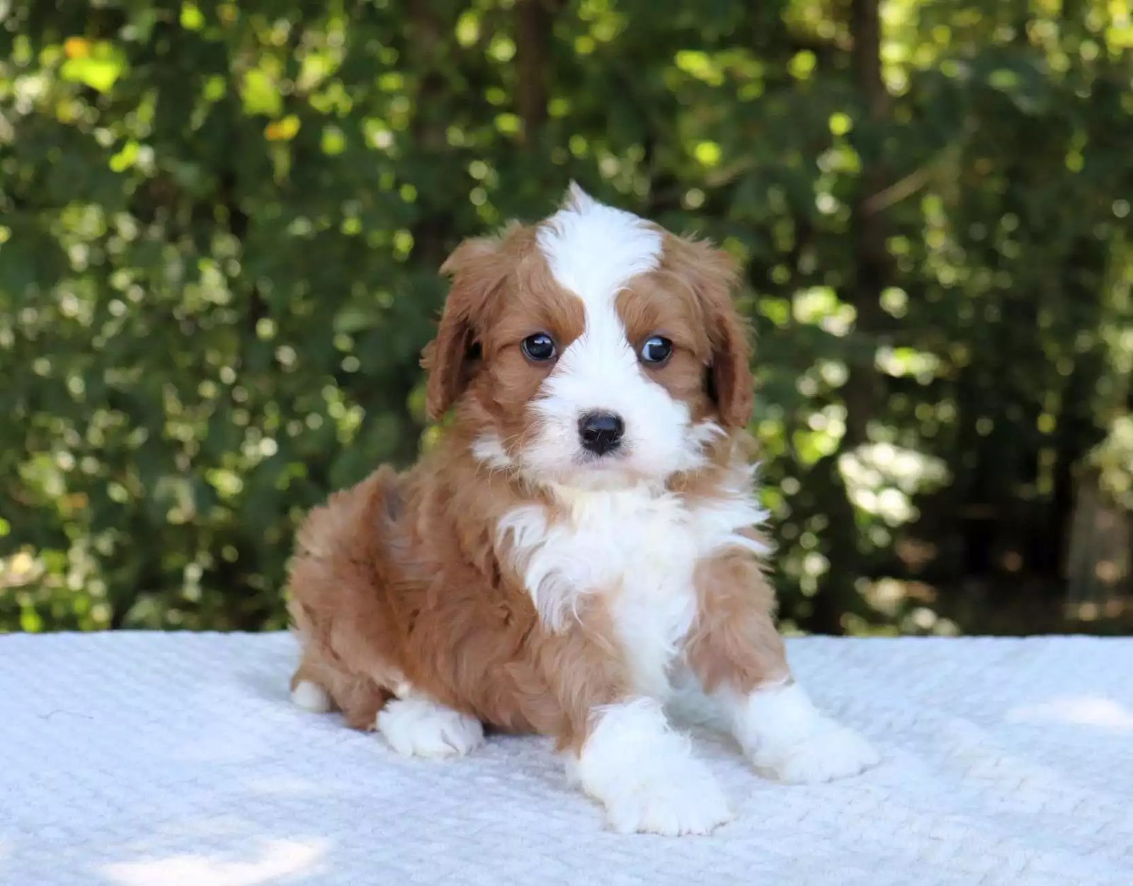 Kutie, a Cavoodle puppy, illustrating the Cavoodle breed guide