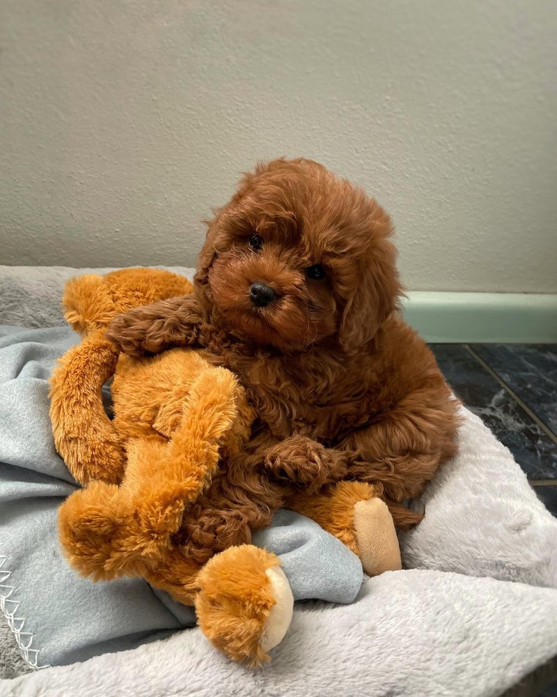 Cavoodle Health Issues to Know About