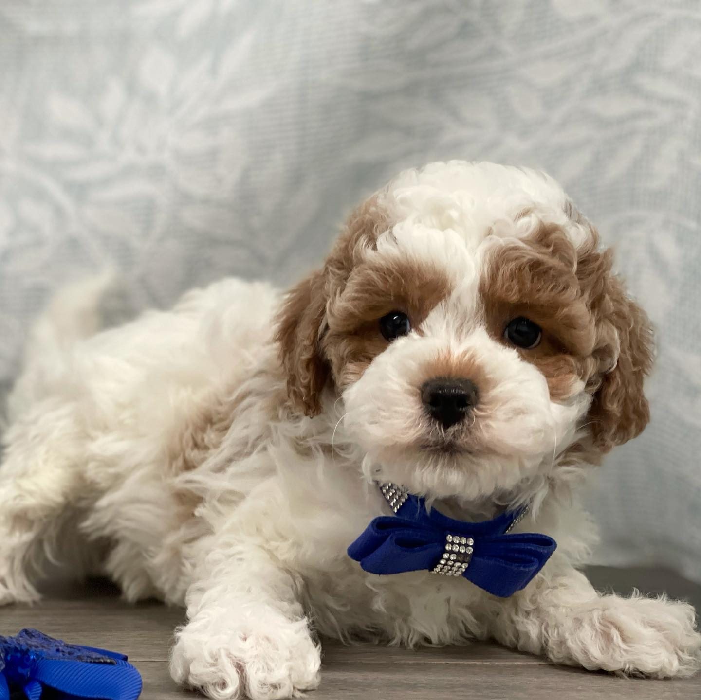 What to Look for in the Best Cavoodle Breeders in NSW