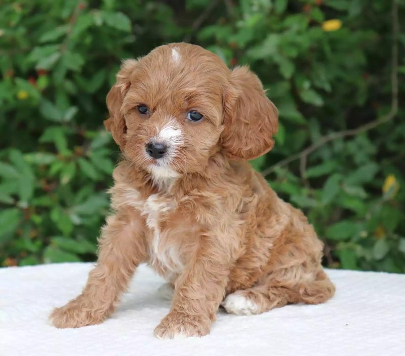 Cavoodle vs Poodle: Key Differences