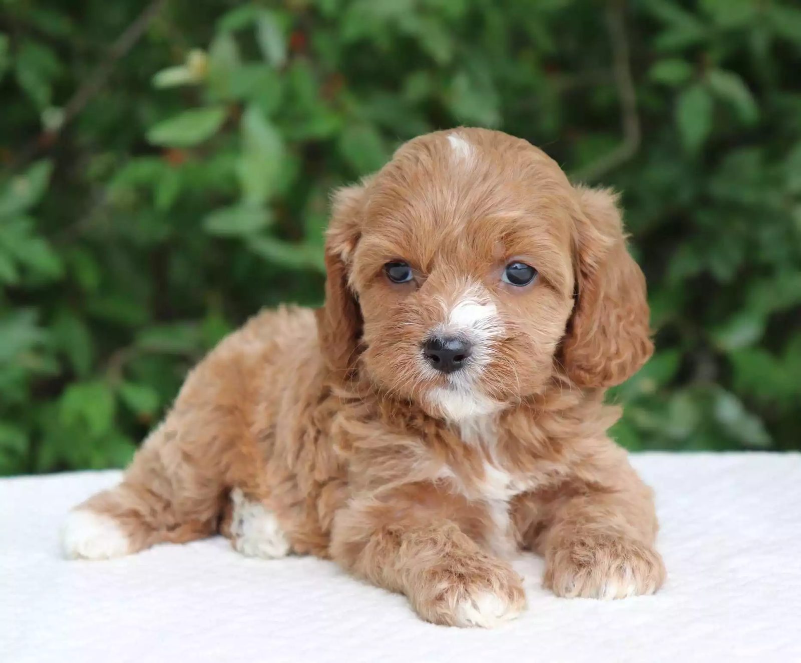 Cavoodle Coat Colours Explained: Red, Apricot, Chocolate & More