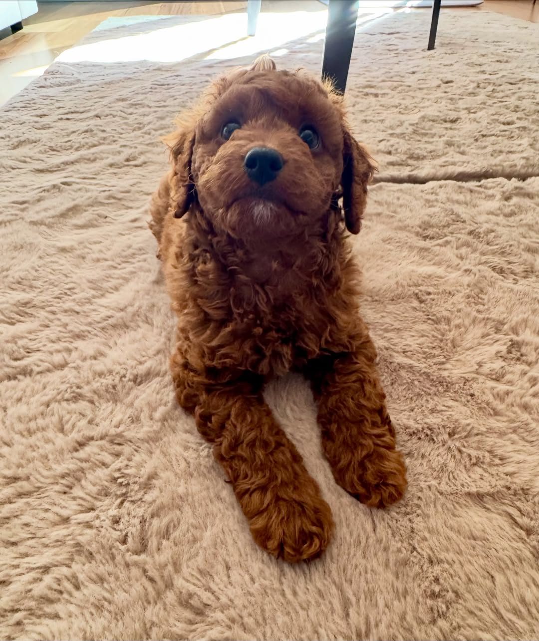 Teddy, male Cavoodle puppy, 9 months old, $3,200 AUD
