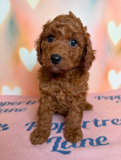 Teddy thumbnail 2